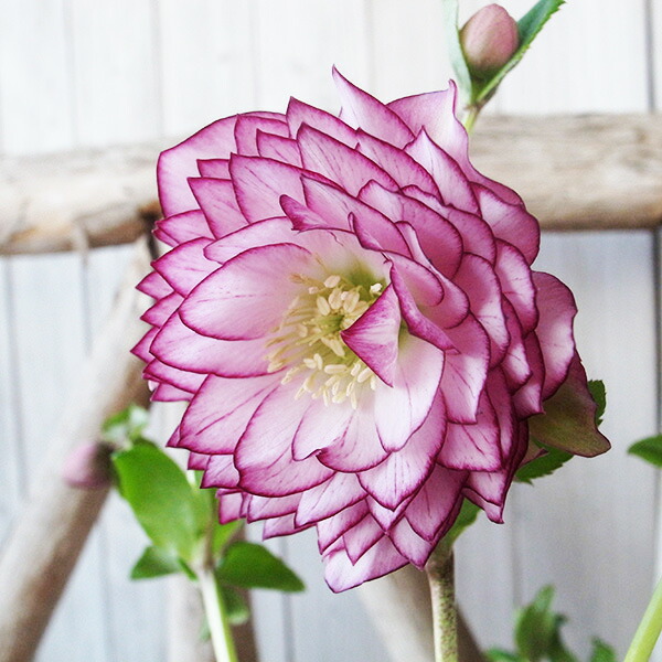 楽天市場】クリスマスローズ ダブル 開花株 超多弁ピンクピコティ 6号