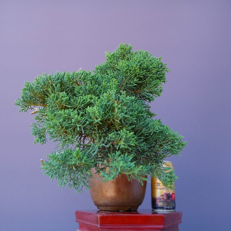 楽天市場】（株）一樹園 真柏 小品盆栽／樹齢25年 : 一樹園