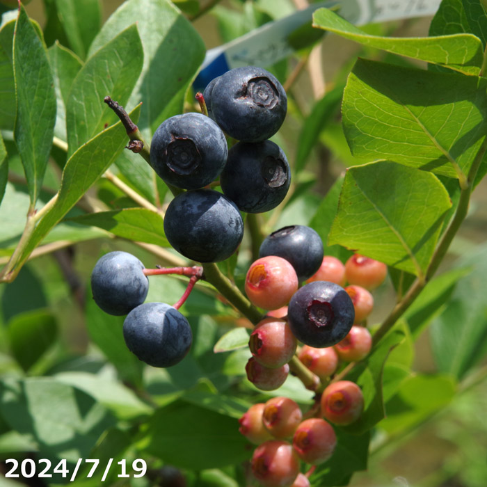 苗 ブルーベリー 苗木 パウダーブルー」の人気商品一覧 | 安い商品を