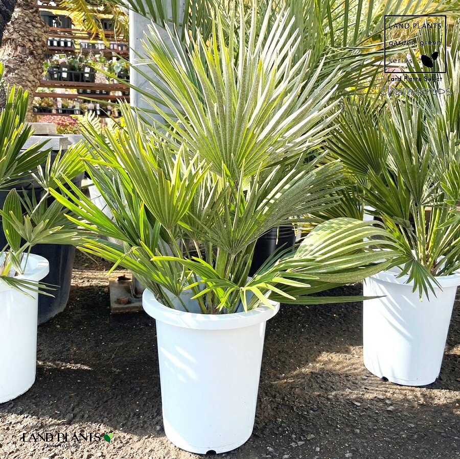 楽天市場】チャメロプス（フミリス・ボルケーノ） 10号 プラスチック鉢