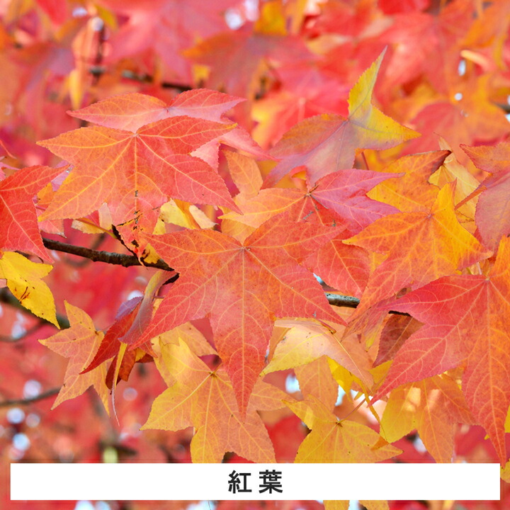 楽天市場】【10本】 モミジバフウ苗木 高さ30cm程度 : グリーンロケット