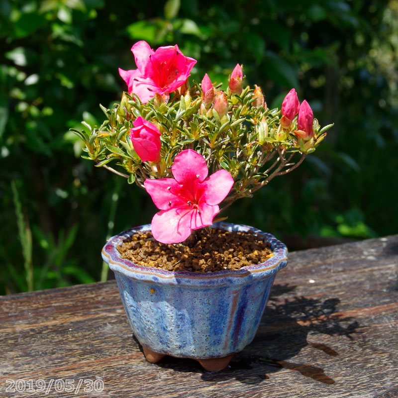 山野草の石田精華園 / 春の花木 サツキ 早乙女小町 2.5号(7.5cm
