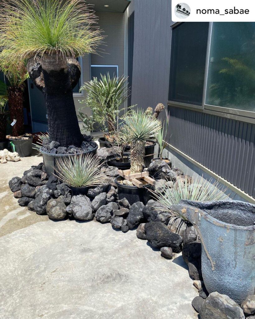 ブラックボーイやアガベ 、浅間石といい感じです