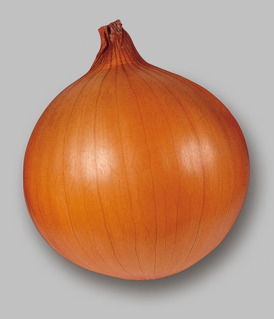 ソニック タマネギ ｜ 品種カタログ ｜ タキイの野菜【タキイ種苗】