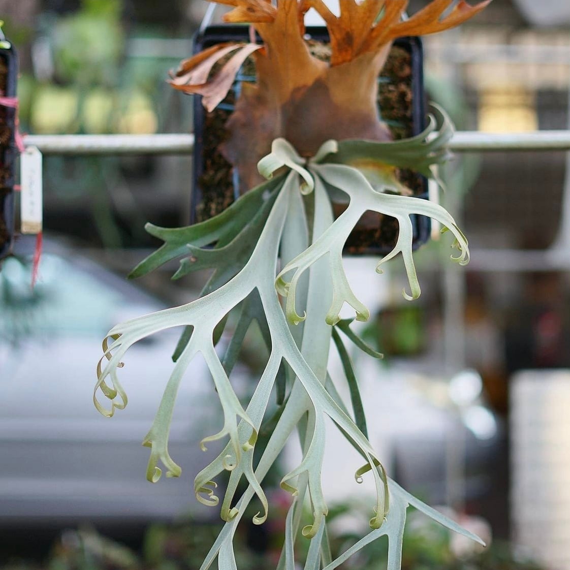 P. Willinckii cv. Yeti (pup) 【artPLANTs】ビカクシダ/Platycerium