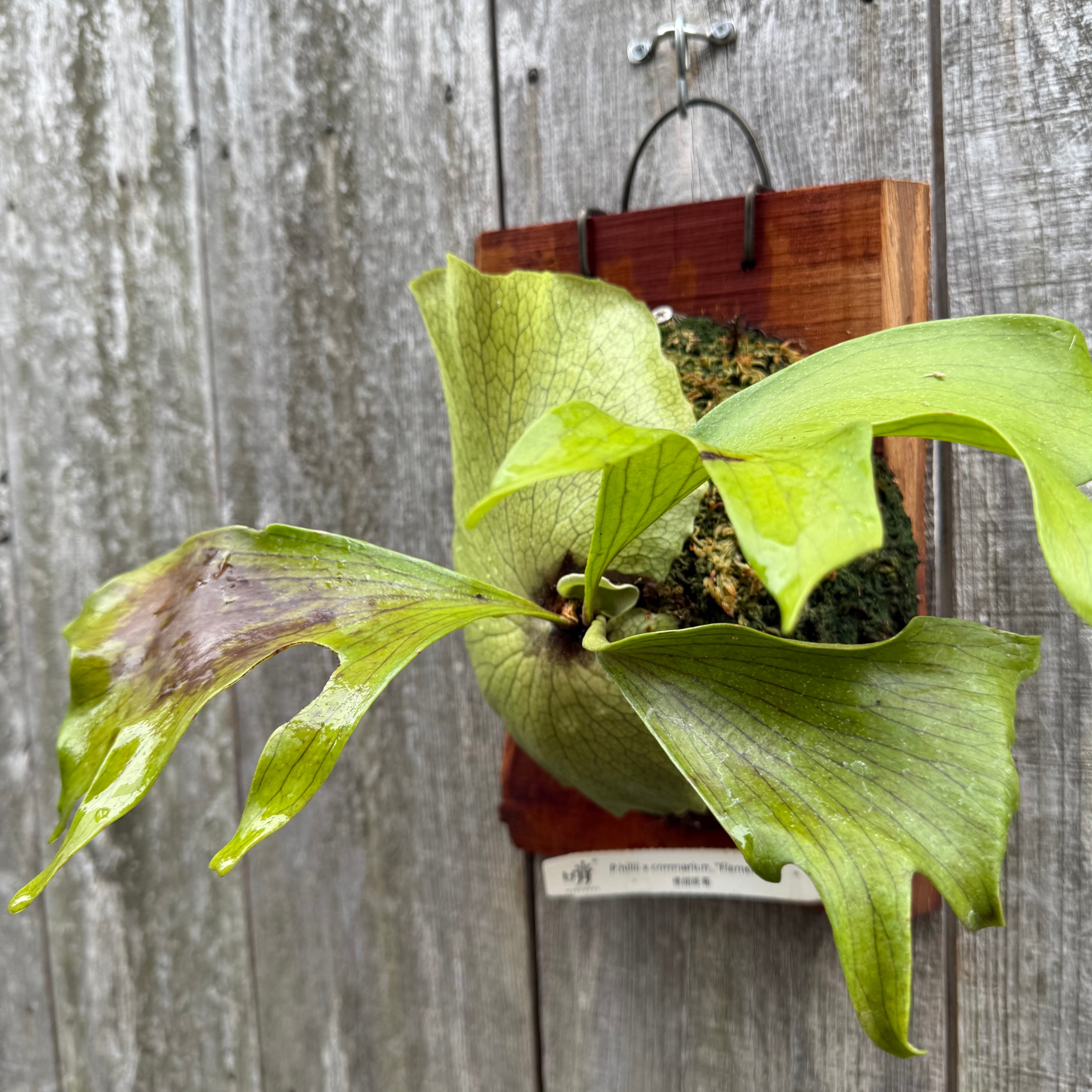 P. Flamenco (hillii x coronarium) | naturefix