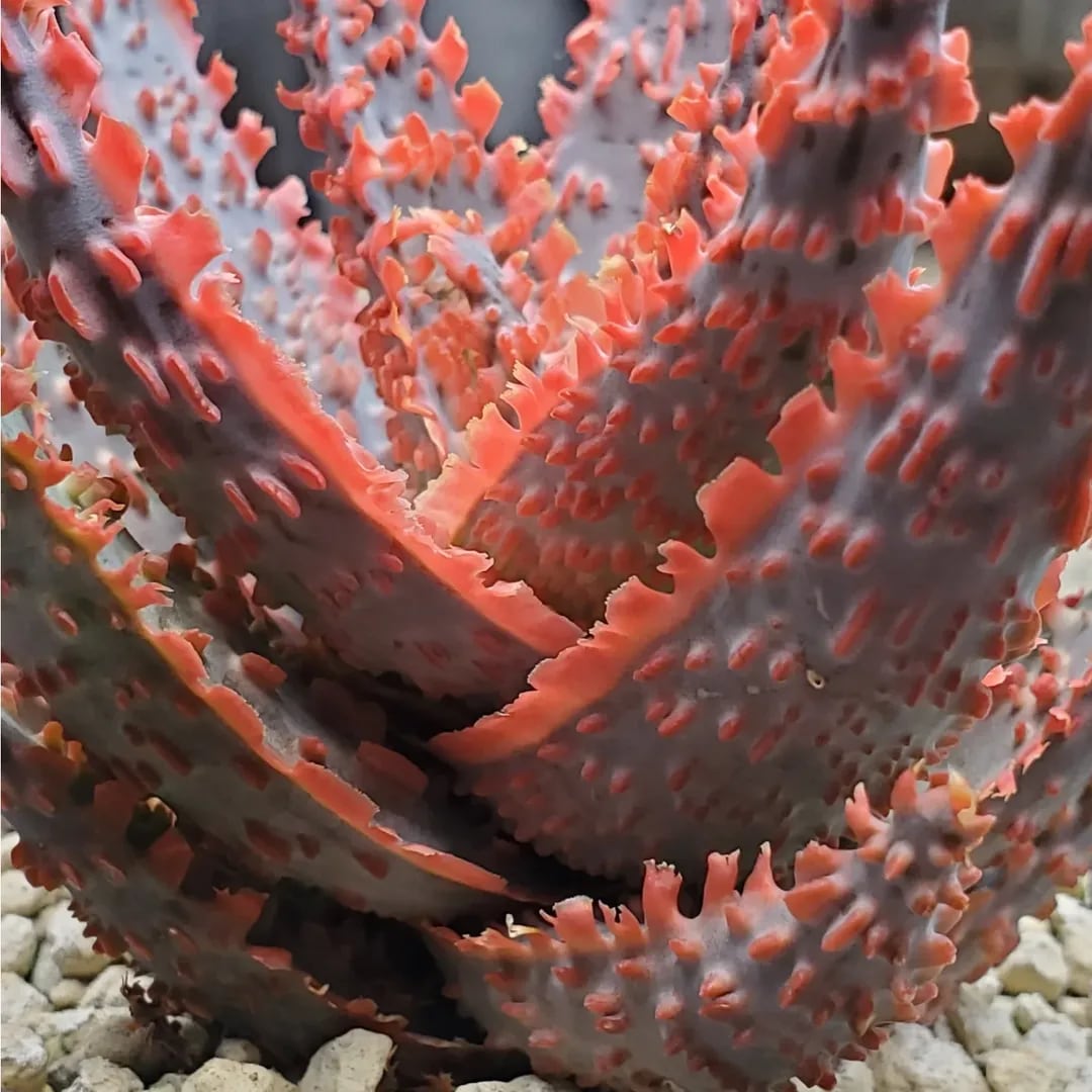 極上 belfiore succulent赤タグ アロエハイブリッド子株 速達 極上