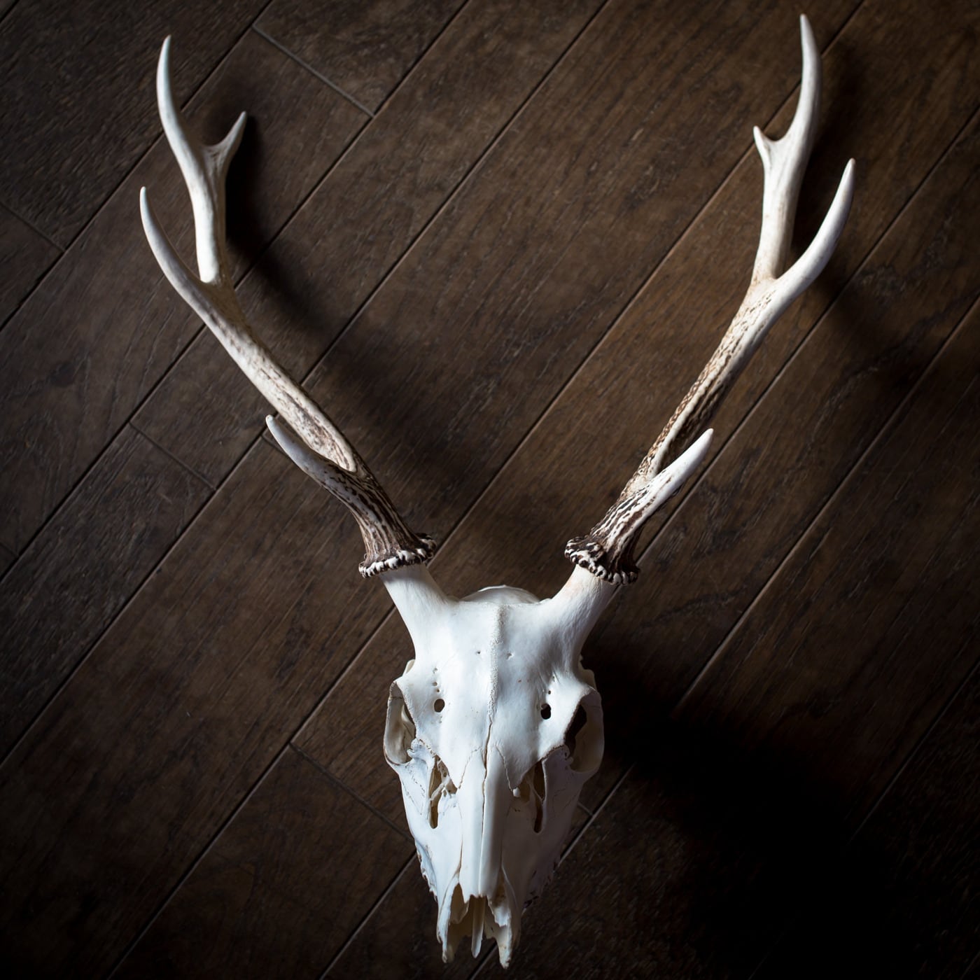 鹿ハンティングトロフィー（オス） | 猪鹿庁 ハンターズショップ