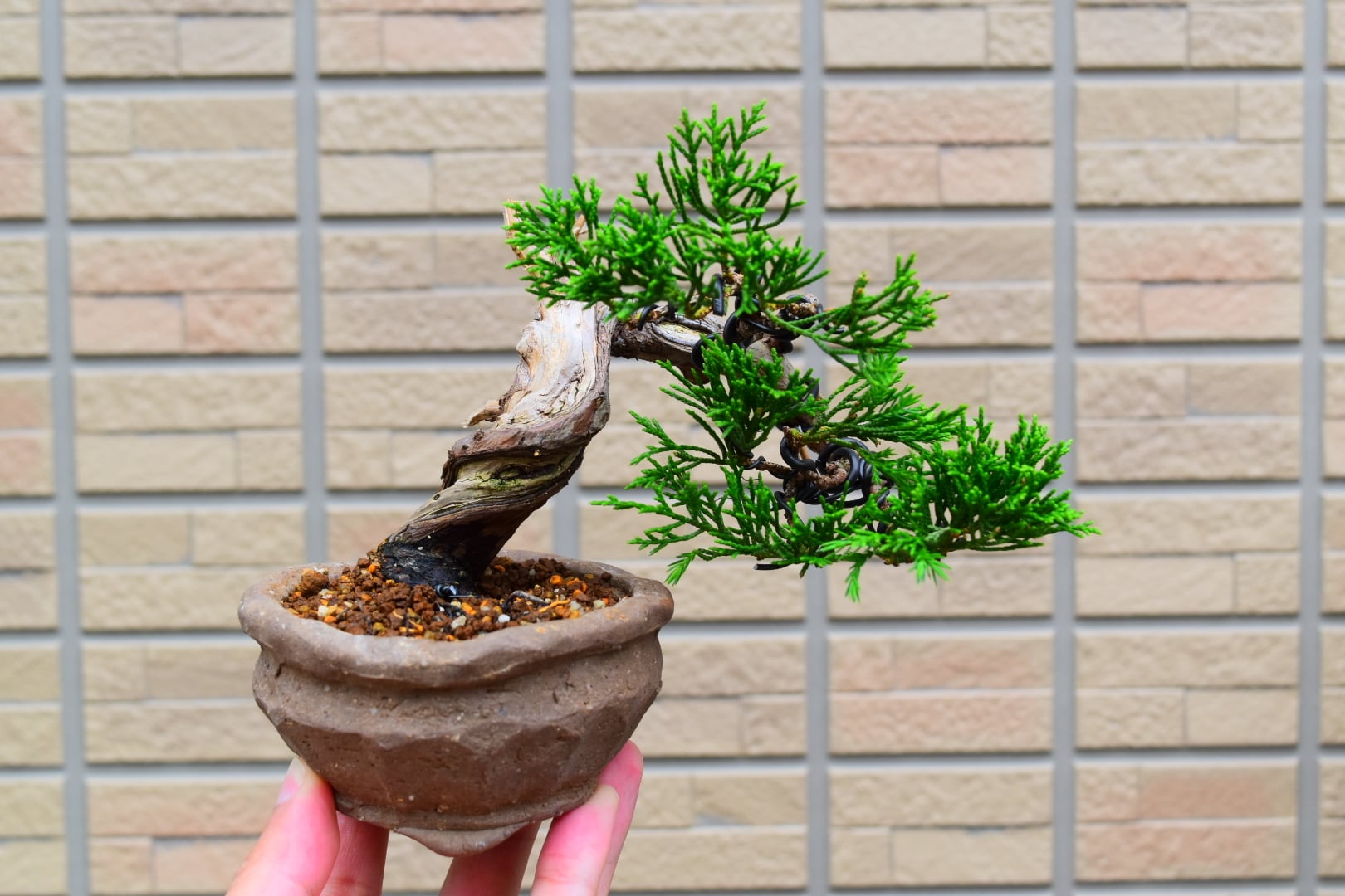 激古!!根芸抜群!!上下23㎝ ルビーサンザシ 小品 中品 盆栽 真柏 黒松