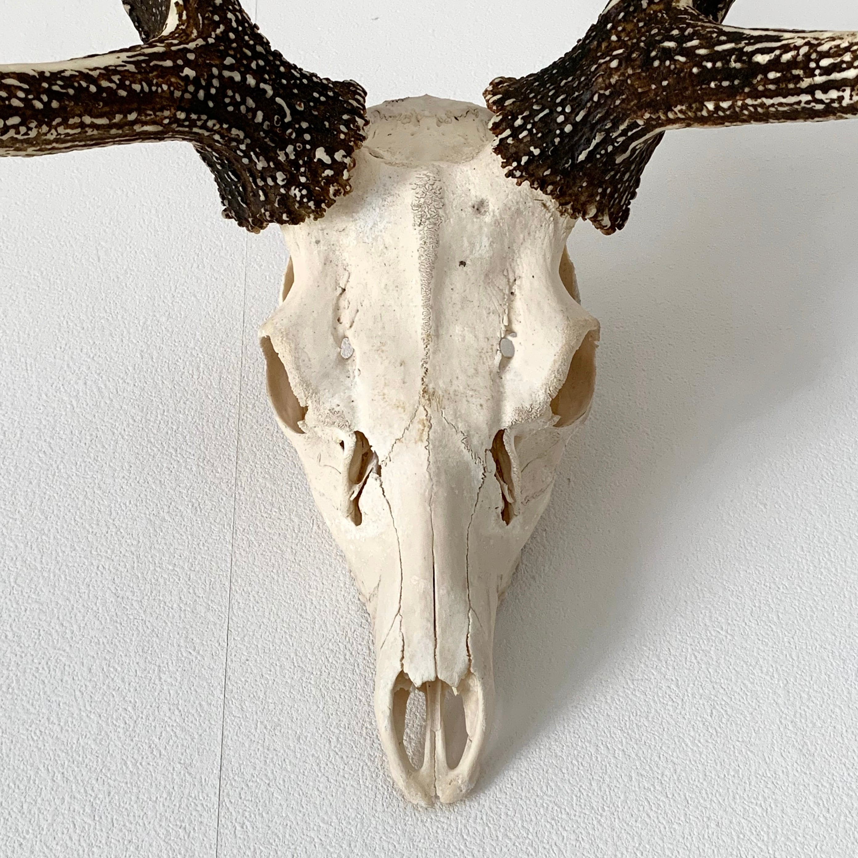 エゾシカ 頭骨 角 標本 モンスターサイズ！ | 地球屋