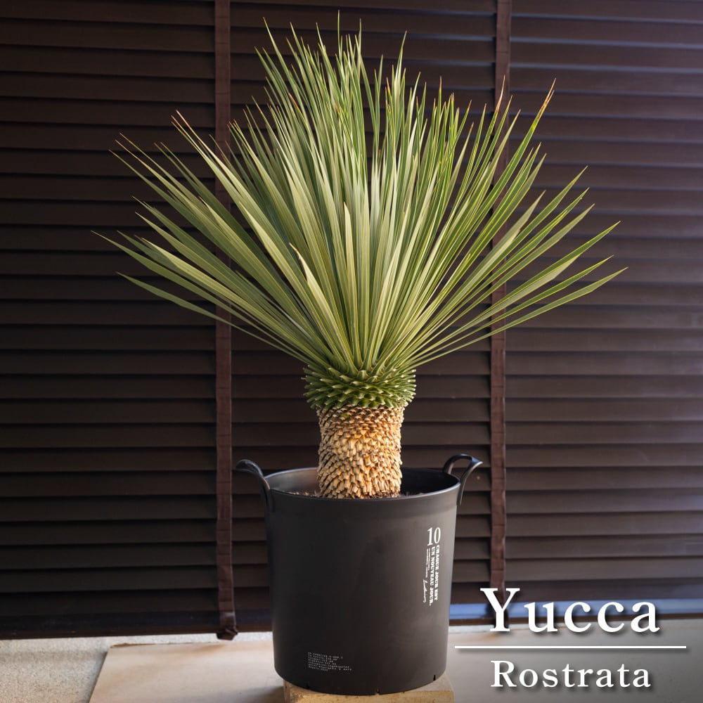 ユッカ ロストラータ Rostrata 10号 株立ち 観葉植物 シルバーブルー