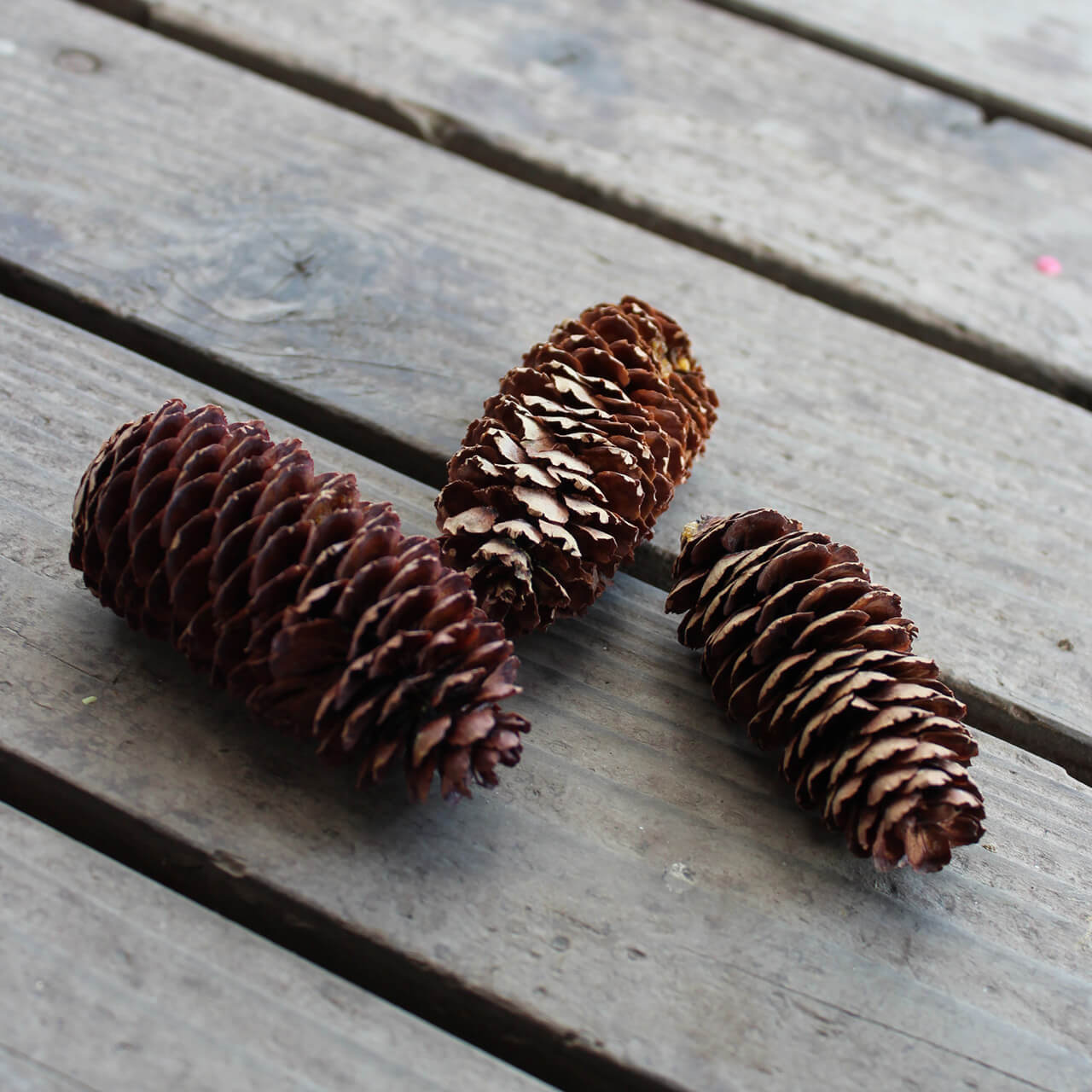 ドライフラワー アカエゾマツ / 北海道産 まつぼっくり マツボックリ