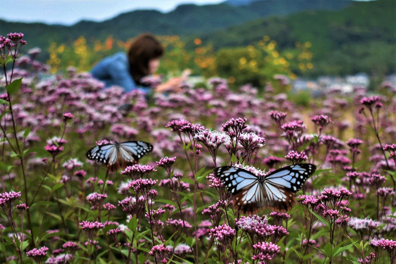 フジバカマの花畑で「旅するチョウ」アサギマダラが乱舞 和歌山 | 毎日新聞
