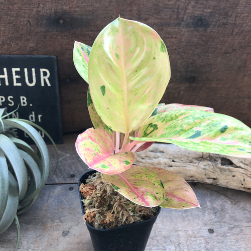 ピンクエメラルド♡アグラオネマ♡レア品種♡観葉植物 アートフラワー