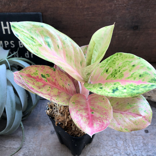 ピンクエメラルド♡アグラオネマ♡レア品種♡観葉植物 アートフラワー