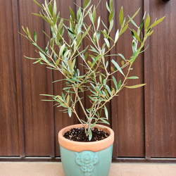 大きめ♪オリーブの木 エルグレコ 大型お洒落テラコッタ鉢植え 苗