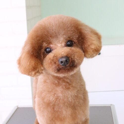 トイプードルのふわふわテディベアカット | 浜松市のトリミング