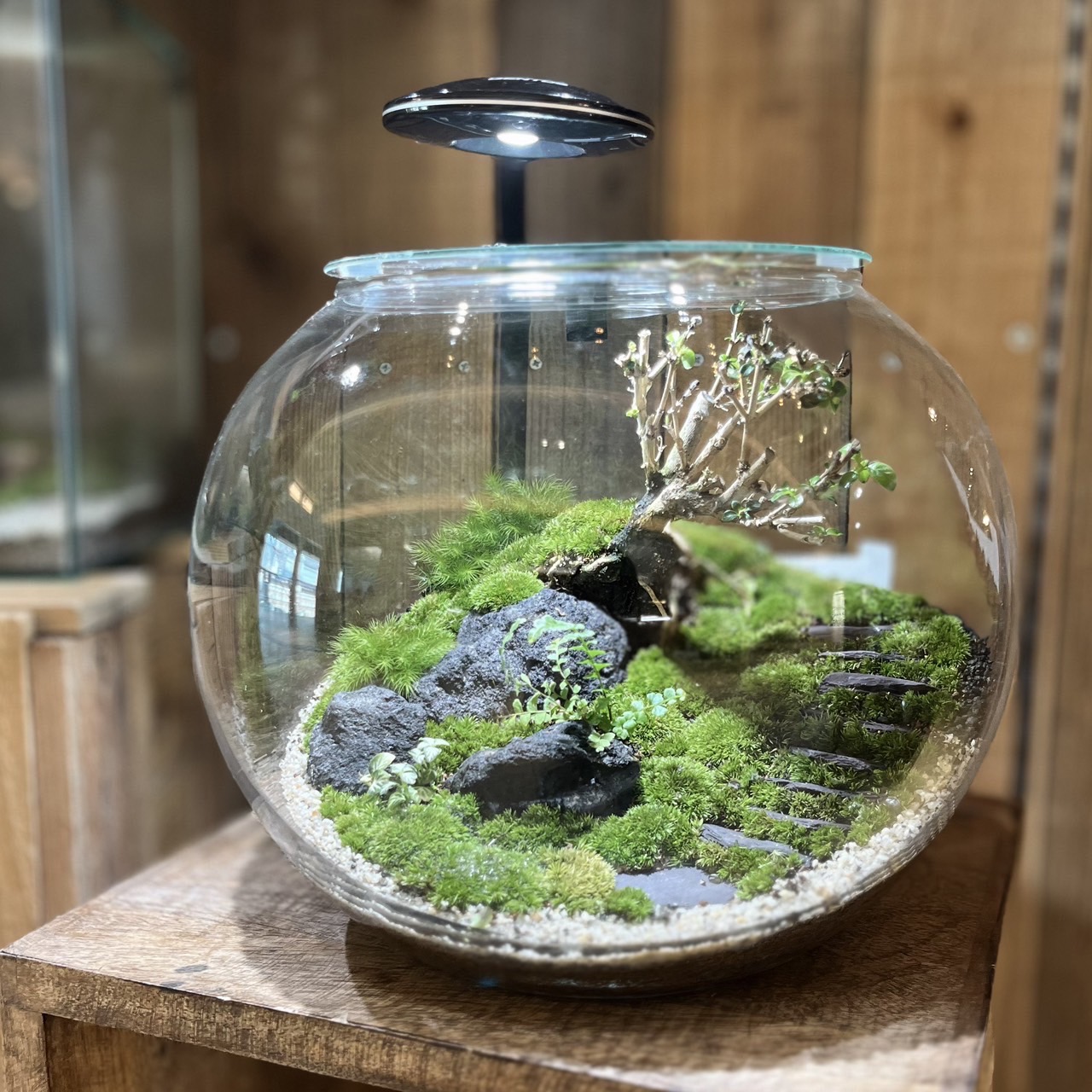 マコデスペトラのコケテラリウム 苔リウム 完成品 テラリウム