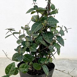 園芸ネット本店｜長尺つるもの：アケビ三葉 5号ポット長さ1.5m の通販