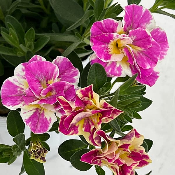 園芸ネット本店｜カリブラコア八重咲：ルーピー ピンク3号ポット の