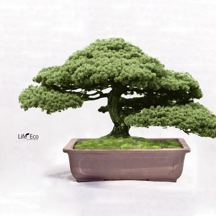 盆栽鉢 常滑焼 ウ泥長角 窓入 W32cm×D24cm×H9cm（10