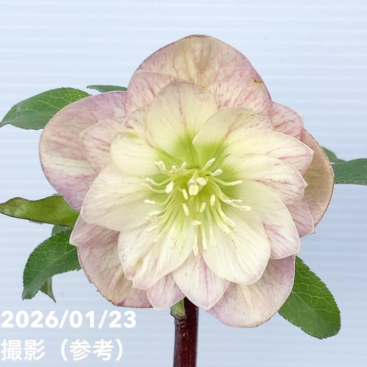 お買い得一点物咲き進み株】加藤農園 クリスマスローズ 4.5号（KT46