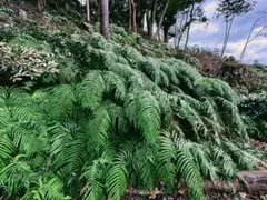 2026年最新】うらじろの人気アイテム - メルカリ