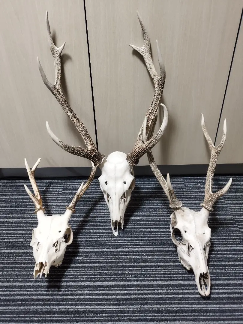 2026年最新】鹿のツノ 頭蓋の人気アイテム - メルカリ