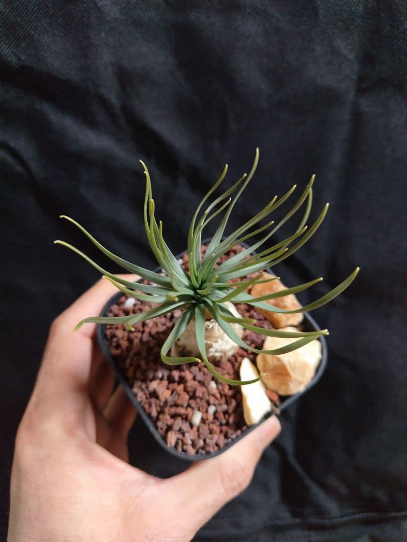 ゲチリス ナマクエンシス ケープバルブ 南アフリカ希少現地株 珍奇植物