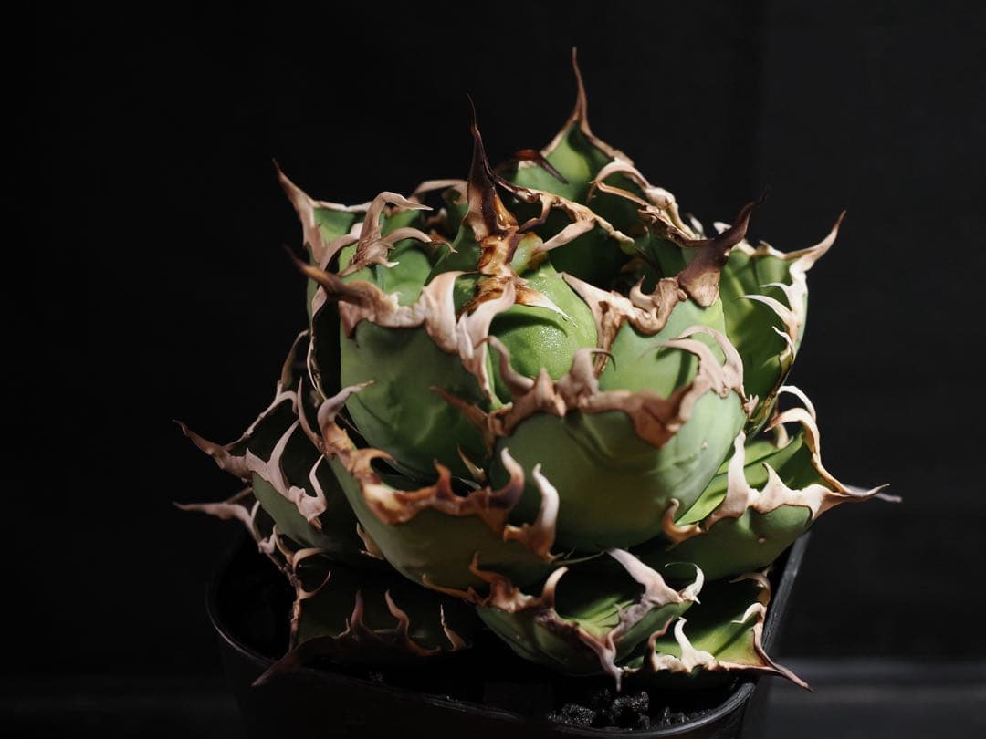 アガベ　アリゾナ ArizonaAmbition アガベ