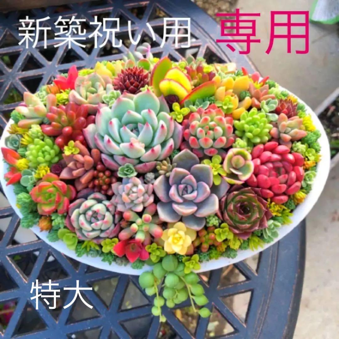そのまま飾れる多肉植物寄せ植え　特大　管理書付き そのまま飾れる多肉植物寄せ植え 特大 管理書付き - メルカリ