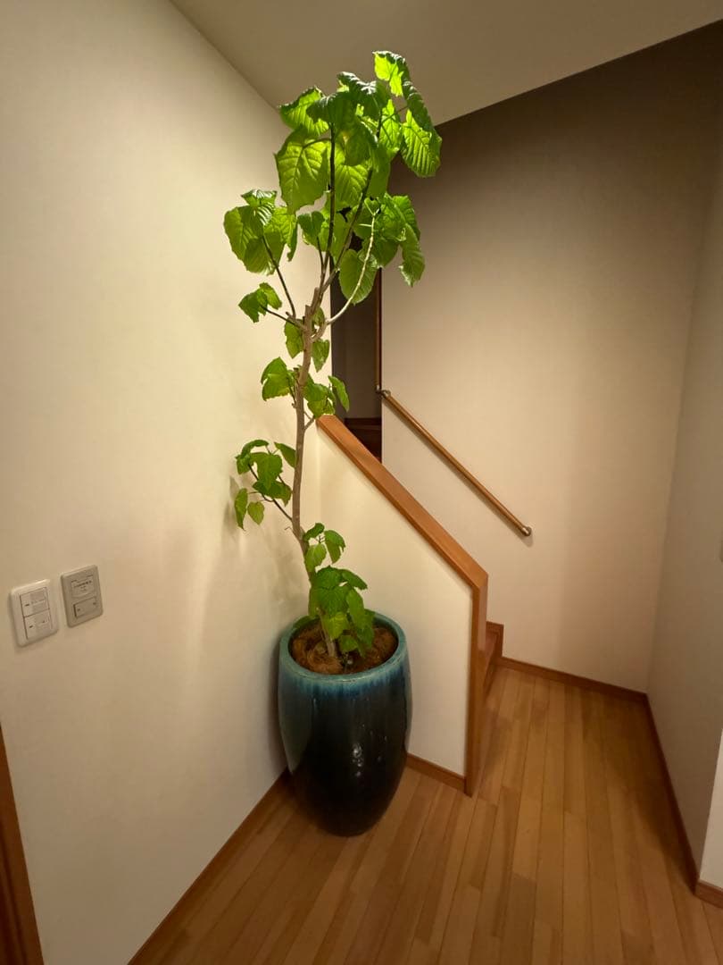 高級鉢 61WzarXuCqL._AC_UF894,