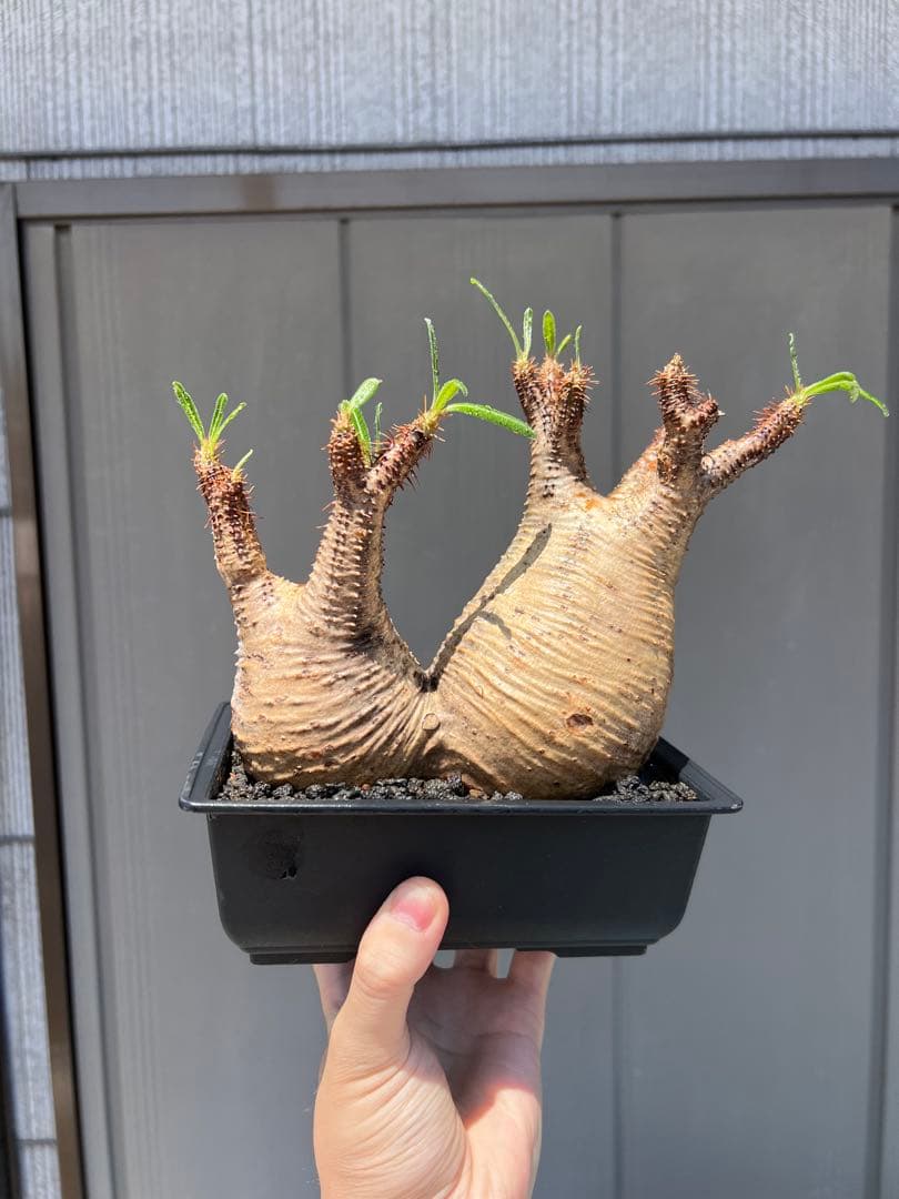 パキポディウム　グラキリス 多頭発根済み鉢植え（検 塊根植物　多肉植物　パキプス chanet_351879