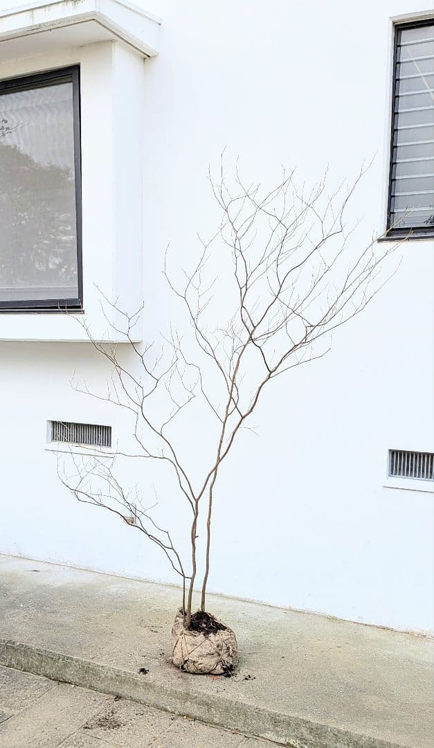 風情。山採りシロモジ。 超逸品。山採りシロモジ2.3M(鉢底から)品番C - メルカリ