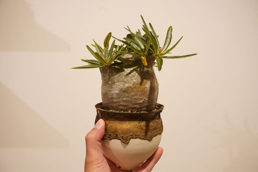 パキポディウム　グラキリス　コレクション株 RAFLUMコレクション】パキポディウム グラキリス 