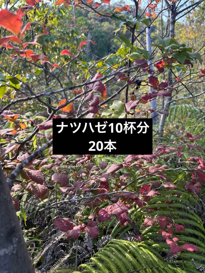 夏ハゼ　ナツハゼ 生花】夏ハゼ 70-80cm程度【OT】 - 花材通販はなどんやアソシエ