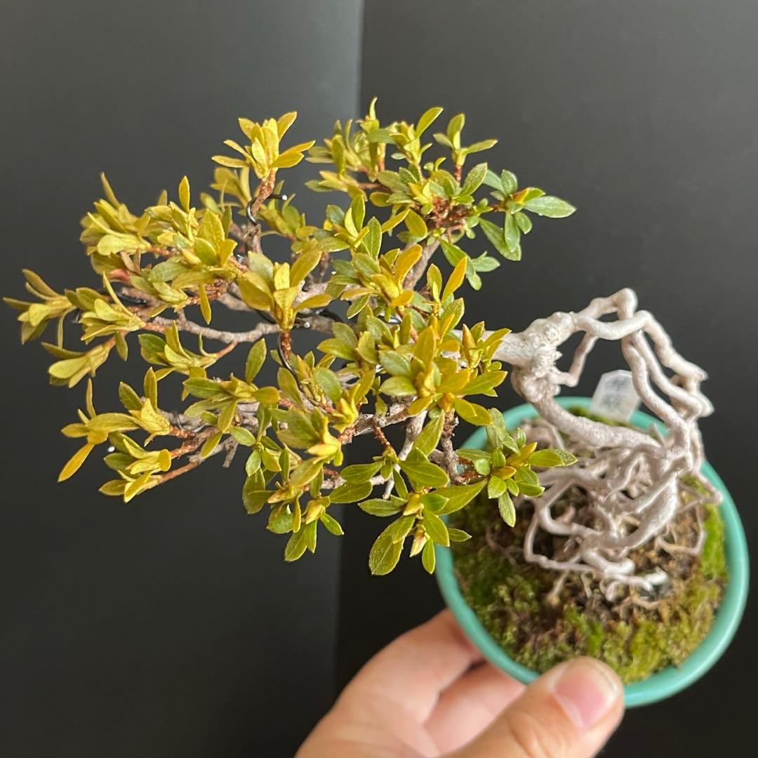 皐月盆栽 華厳 根上がり 小品盆栽 花芽あり 根芸、小葉、(検索用