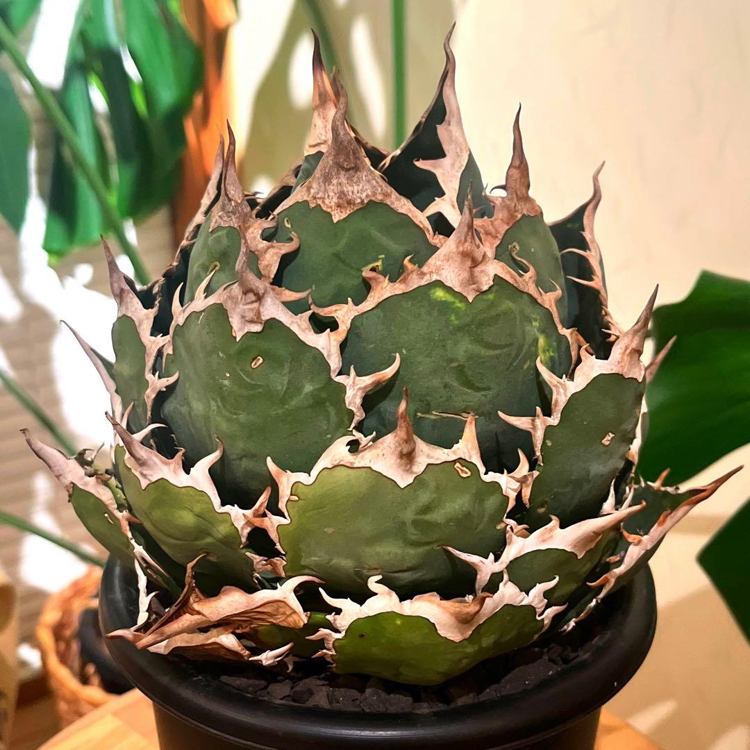 【期間限定値下げ】アガベ　ボールタイプ　大株 アガベ・チタノタ白鯨（ボールタイプ）大-037｜agave titanota white wh