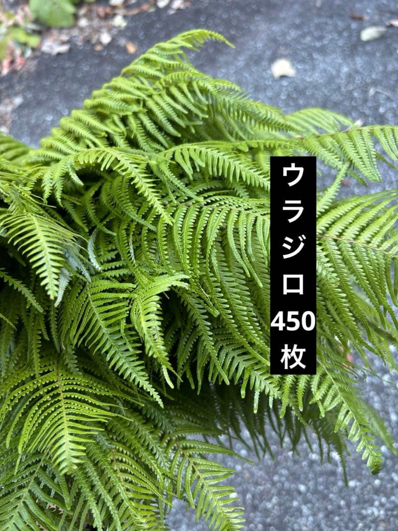 ウラジロ　450枚　裏白　ウラジロしだ ウラジロ／うらじろ／裏白 - 庭木図鑑 植木ペディア