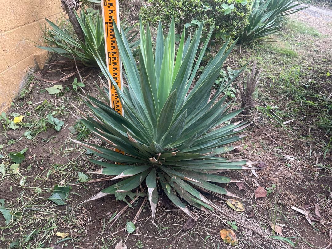 グロリオサ Srixon ZX7 MKII Limited Edition Black Irons w/ Steel Shafts | PGA